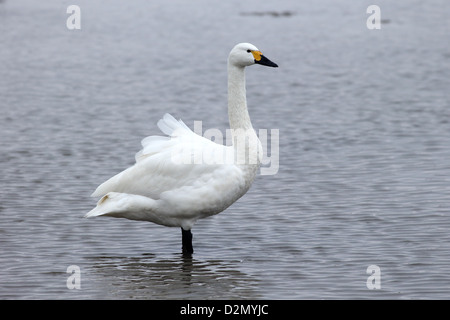 Bewicks Schwan, Cygnus Bewickii single Vogel stehend im Wasser, Slimbridge, Gloucestershire, Januar 2013 Stockfoto