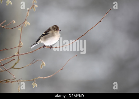 Buchfink, Fringilla Coelebs, alleinstehende Frau auf Ast, Warwickshire, Januar 2013 Stockfoto