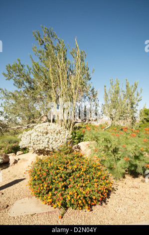 Wüstenpflanzen, Arizona, Vereinigte Staaten von Amerika, Nordamerika Stockfoto