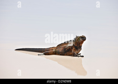 Marine Iguana am Strand, Amblyrhynchus Cristatus, Tortuga Bay, Puerto Ayora, Santa Cruz, Galapagos-Inseln, Ecuador Stockfoto