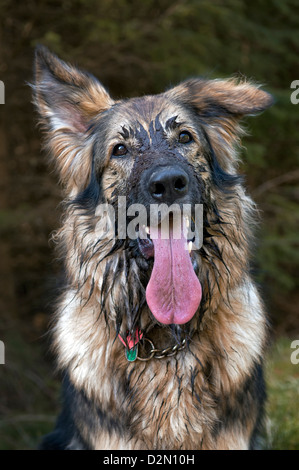 Deutscher Schäferhund mit Gesicht mit Schlamm auf Waldspaziergang in der Nähe von Bonar Bridge Schottland mit großen rosa Zunge hängt heraus genommen Stockfoto