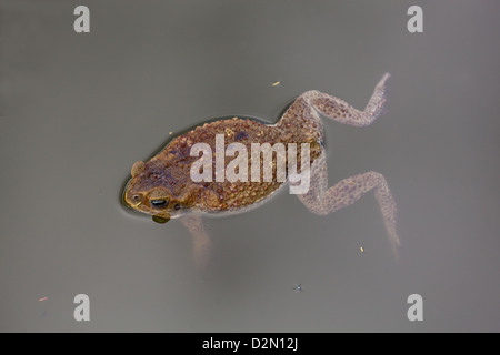 Riese neotropischen oder Marine Kröte Schädlingsbekämpfer Marina (ehemals Bufo Marinus). Männlich. Auf dem Wasser schwimmt. Benannte Cane Toad in Australien. Stockfoto