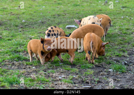 Gruppe der Kune Kune und Wildschweine kreuzen Ferkel Beweidung in Feld in Schottland Stockfoto