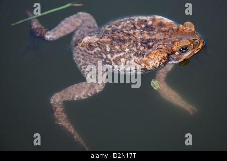 Riese neotropischen oder Marine Kröte Schädlingsbekämpfer Marina (ehemals Bufo Marinus). Männlich. Auf dem Wasser schwimmt. Benannte Cane Toad in Australien. Stockfoto