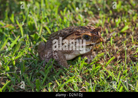 Riese neotropischen oder Marine Kröte Schädlingsbekämpfer Marina (ehemals Bufo Marinus). Benannte Cane Toad in Australien. Stockfoto