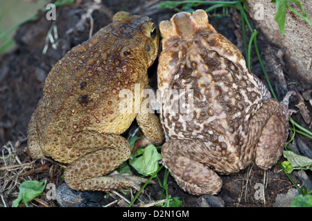 Riesige Neotropical oder Marine Kröten. Schädlingsbekämpfer Marina (ehemals Bufo Marinus). Dorsale Ansichten von männlichen, weiblichen rechts links. Stockfoto