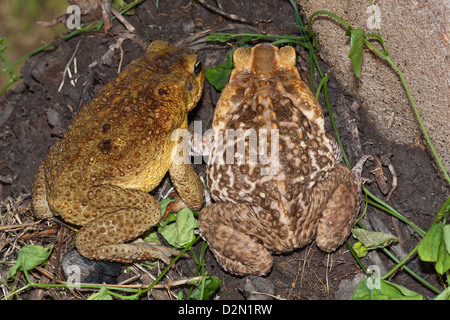 Riesige Neotropical oder Marine Kröten. Schädlingsbekämpfer Marina (ehemals Bufo Marinus). Dorsale Ansichten von männlichen, weiblichen rechts links. Stockfoto