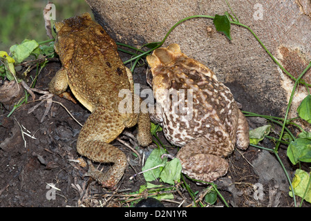 Riesige Neotropical oder Marine Kröten. Schädlingsbekämpfer Marina (ehemals Bufo Marinus). Dorsale Ansichten von männlichen, weiblichen rechts links. Stockfoto
