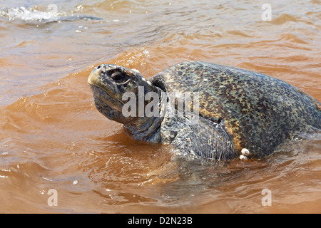 Grüne Meeresschildkröte am Ufer verlassen, Chelonia Mydas, Isla Bartolomé, Galapagos-Inseln, Ecuador Stockfoto