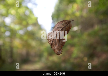 Herbst Blatt fliegen durch Wald, Herbst Blätter fallen vom Baum, Forest of Dean, UK. Stockfoto