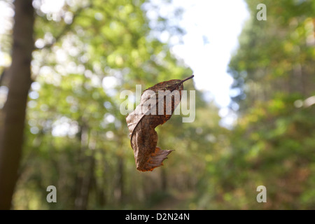 Herbst Blatt fliegen durch Wald, Herbst Blätter fallen vom Baum, Forest of Dean, UK. Stockfoto