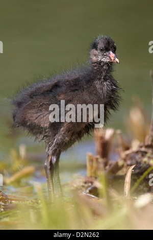 Teichhuhn-Küken, Gallinula Chloropus, UK Stockfoto