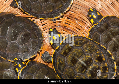 Gelb gefleckten Schildkröten Podocnemis Unfilis, aus wilden aufgenommenen Eiern geschlüpft. Stockfoto