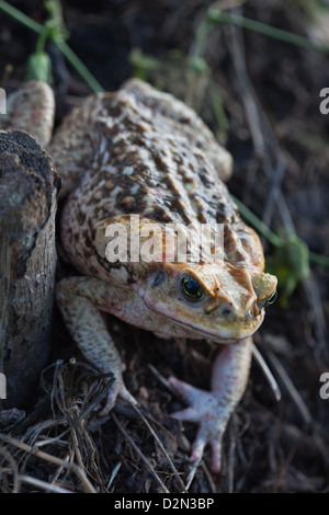 Riese neotropischen oder Marine Kröte Schädlingsbekämpfer Marina (ehemals Bufo Marinus). Benannte Cane Toad in Australien. Stockfoto