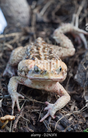 Riese neotropischen oder Marine Kröte Schädlingsbekämpfer Marina (ehemals Bufo Marinus). Benannte Cane Toad in Australien. Stockfoto