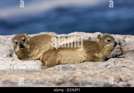 Rock Hyrax (Procavia Capensis) auf Felsen am Meer, Hermanus, western Cape. Südafrika Stockfoto