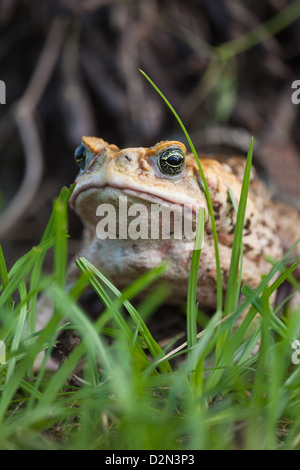 Riese neotropischen oder Marine Kröte Schädlingsbekämpfer Marina (ehemals Bufo Marinus). Benannte Cane Toad in Australien. Stockfoto