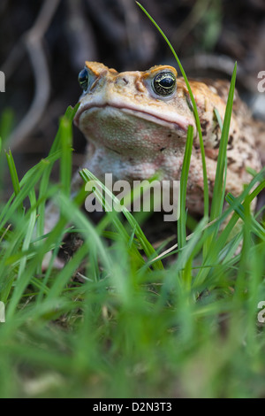 Riese neotropischen oder Marine Kröte Schädlingsbekämpfer Marina (ehemals Bufo Marinus). Benannte Cane Toad in Australien. Stockfoto