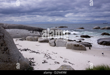 Gruppe der afrikanischen Pinguine mit Cape Möwe am Boulders Bay, Table Mountain National Park, Blick nach Osten über die False Bay, Südafrika Stockfoto