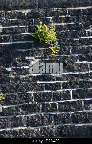 Saddleworth - Mauerwerk in Gebäuden Stockfoto