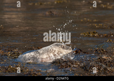 Atlantische Kegelrobben (Halichoerus Grypus) Welpen, Martins Haven, Pembrokeshire, Wales, Vereinigtes Königreich, Europa Stockfoto