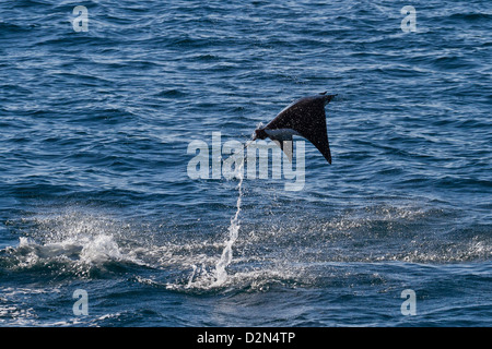 Erwachsenen Spinetail Mobula springen, Isla Espíritu Santo, Golf von Kalifornien (Sea of Cortez), Baja California Sur, Mexiko Stockfoto