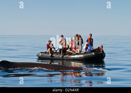 Pottwal in der Nähe von Zodiac, Isla San Pedro Martir, Golf von Kalifornien (Sea of Cortez), Baja California Norte, Mexiko Stockfoto