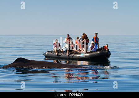 Pottwal in der Nähe von Zodiac, Isla San Pedro Martir, Golf von Kalifornien (Sea of Cortez), Baja California Norte, Mexiko Stockfoto