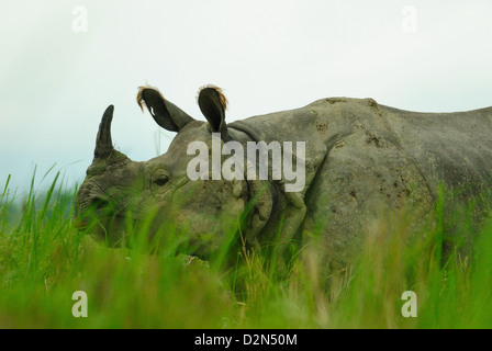 Ein gehörnter Rhinoceros in Kaziranga Nationalpark, Assam, Indien, Asien Stockfoto