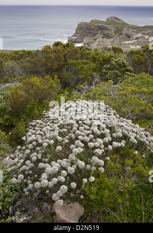 Kap der guten Hoffnung vom Cape Point mit Buchu im Wind verwehten Fynbos; Table Mountain National Park, Südafrika Stockfoto