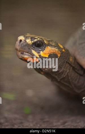 Red-footed Schildkröte Chelonoidis (Geochelone) Carbonaria. Porträt. Erwachsenen. Native für einen Großteil des nördlichen Südamerika. Stockfoto