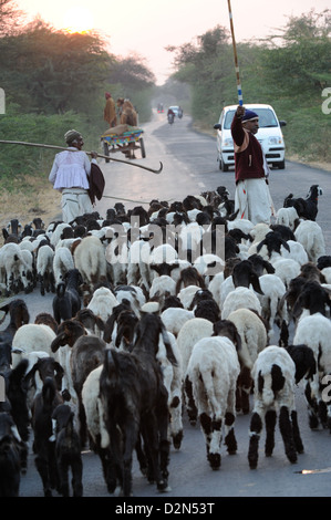 Schäfer, Hüten seine Schafe, Gujarat, Indien, Asien Stockfoto