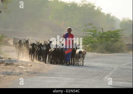 Schäfer, Heimkehr, Gujarat, Indien, Asien Stockfoto