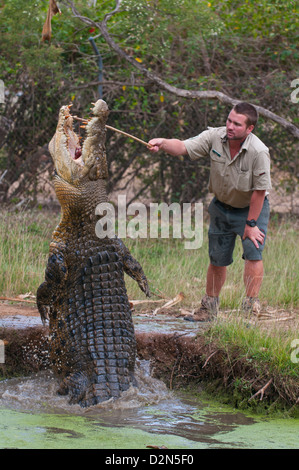 Salzwasser-Krokodil (Crocodylus Porosus) Fütterung im Heiligtum von Townsville, Queensland, Australien, Pazifik Stockfoto