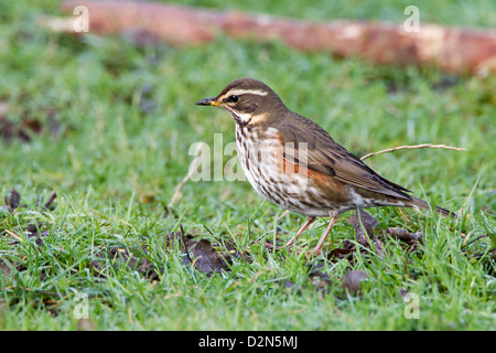 Rotdrossel. Turdus Iliacus (Turdidae) auf der Suche nach Nahrung im winter Stockfoto