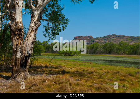 Kakadu National Park, UNESCO-Weltkulturerbe, Northern Territory, Australien, Pazifik Stockfoto