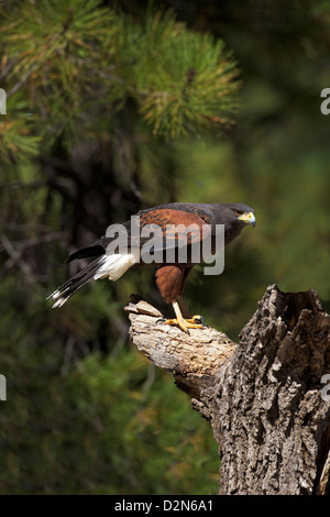 Harris Hawk (Parabuteo Unicinctus), Bearizona Wildlife Park, Williams, Arizona, Vereinigte Staaten von Amerika, Nordamerika Stockfoto