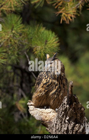 Eurasische Adler-Eule (Bubo Bubo), Bearizona Wildlife Park, Williams, Arizona, Vereinigte Staaten von Amerika, Nordamerika Stockfoto