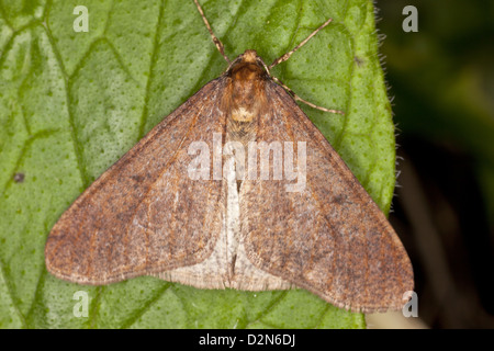 Männliche Winter Motte (Operophtera Brumata) dunkle Form, close-up Stockfoto