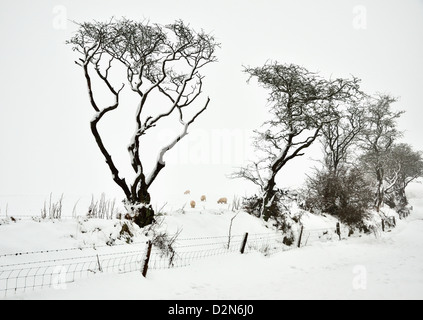 Verschneiten Hedge und Baumgrenze an einem nebeligen Tag auf Dartmoor Farbtupfer zur Verfügung gestellt durch Schafbeweidung in einem schneebedeckten Feld. Stockfoto