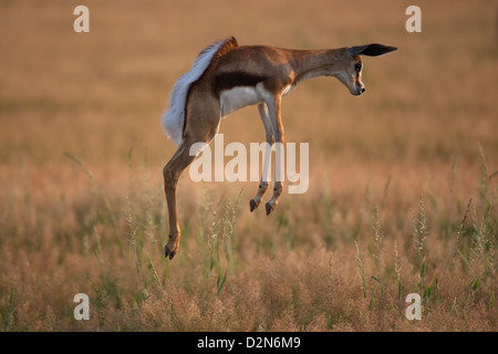 Young Springbock, Springbock, Springbock, Marsupiallis Antidorcas Marsupialis, Afrika, Afrika, Streifengnus, springen, Stockfoto