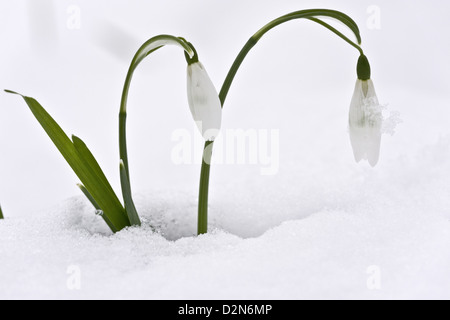 Ersten Schneeglöckchen, Galanthus Nivalis im Schnee; Ende des Winters, Frühjahr. Dorset. Stockfoto