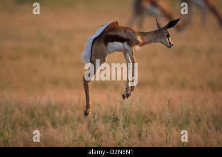 Young Springbock, Springbock, Springbock, Marsupiallis Antidorcas Marsupialis, Afrika, Afrika, Streifengnus, springen, Stockfoto