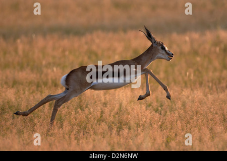 Young Springbock, Springbock, Springbock, Marsupiallis Antidorcas Marsupialis, Afrika, Afrika, Streifengnus, springen, Stockfoto