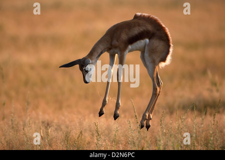 Young Springbock, Springbock, Springbock, Marsupiallis Antidorcas Marsupialis, Afrika, Afrika, Streifengnus, springen, Stockfoto