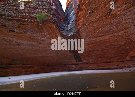 CATHEDRAL GORGE, BUNGLE BUNGLES, PURNULULU NATIONAL PARK, KIMBERLEY, WESTERN AUSTRALIA, AUSTRALIEN Stockfoto