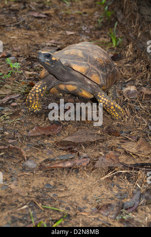 Gelb-footed Schildkröte (Chelonoidis Verbreitungsgebiet). Männlichen Erwachsenen. Wilde Schildkröte im Wald Nappi gefunden. Guyana. Stockfoto