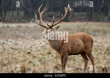 Seitenansicht eines Hirsches an Wollaton Hall und Wildpark Stockfoto