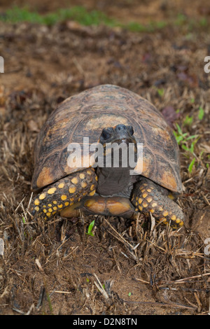 Gelb-footed Schildkröte (Chelonoidis Verbreitungsgebiet). Männlichen Erwachsenen. Wilde Schildkröte im Wald gefunden. Nappi. Guyana. Stockfoto