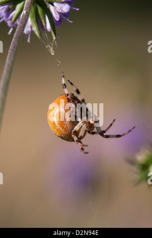 4-Fleck Orb Web Spider Araneus Quadratus erwachsenes Weibchen Stockfoto